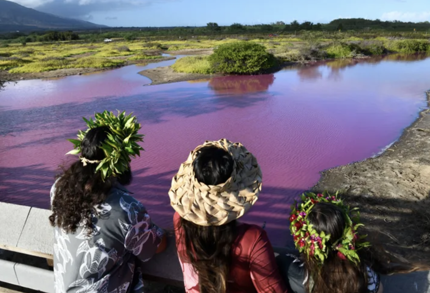 Pond In Hawaii Turned Pink