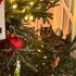 Family finds owl in Christmas tree