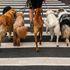 Why dogs may wag their tails so much – according to experts