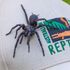 Largest male specimen of world’s most venomous spider found in Australia