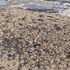 ‘Thousands’ of starfish wash up on beach in Kent