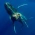 Humpback whales photographed having sex for first time – and both were male
