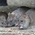 ‘They’re all high’: Rats eat marijuana from police evidence room