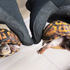 Man charged with smuggling protected turtles stuffed inside socks